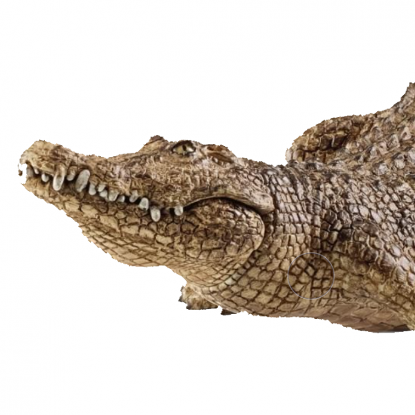 Crocodilo - Image 2